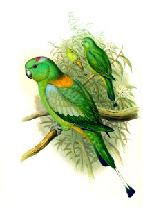Prioniturus platurus