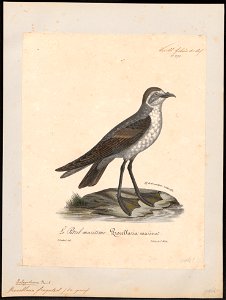 Procellaria fregata - 1825-1834 - Print - Iconographia Zoologica - Special Collections University of Amsterdam - UBA01 IZ17900058