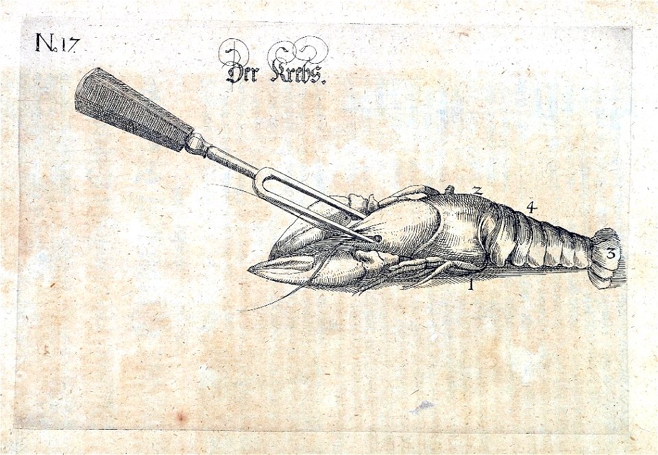 Procacchi Krebs