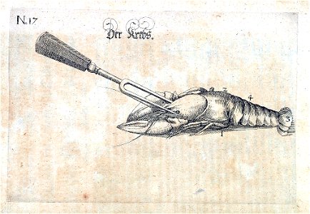 Procacchi Krebs