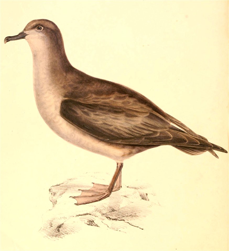Procellaria cinerea 1838