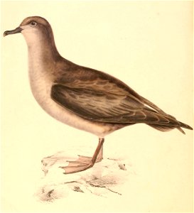 Procellaria cinerea 1838