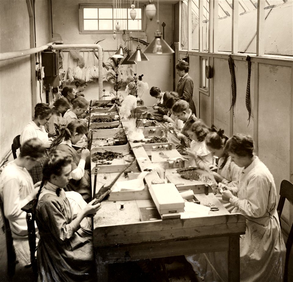 Processing of ostrich feathers 1919