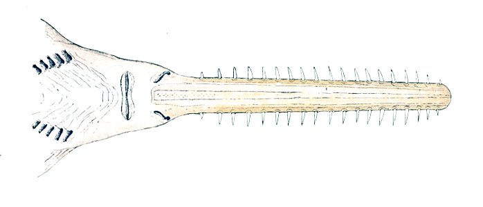 Pristis microdon largetooth. Free illustration for personal and commercial use.