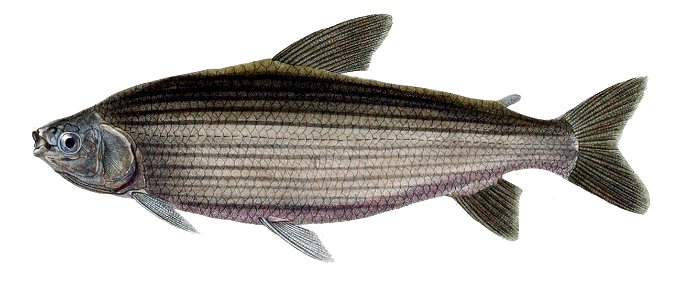 Prochilodus lineatus d'Orbigny