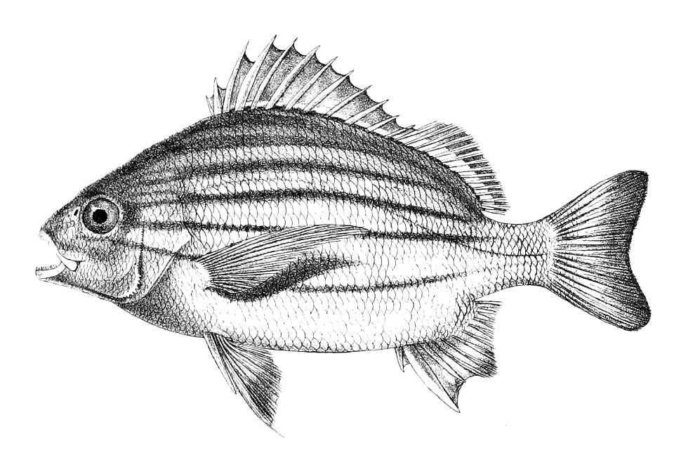Pristipoma furcatum Ford 19