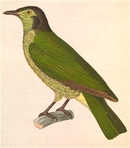 Procnias nudicollis female 1838
