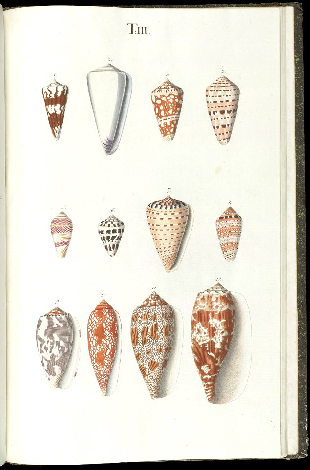 Prodromus in systema historicum testaceorum Tafel 03