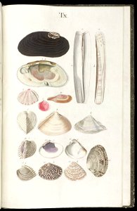 Prodromus in systema historicum testaceorum Tafel 10