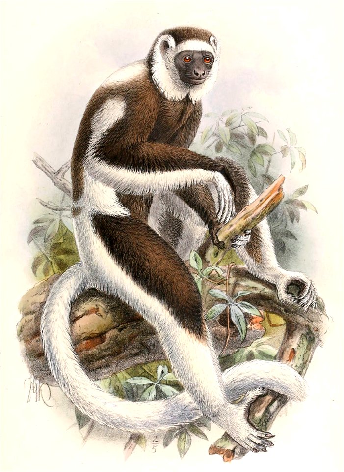 Propithecus verreauxi 1894