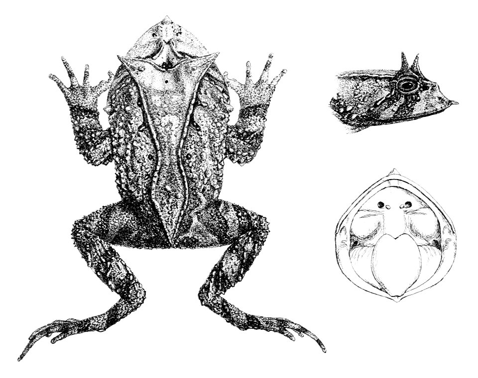 Proceratophrys appendiculata (1)
