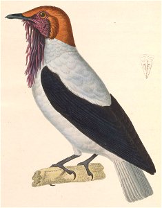Procnias averano 1838