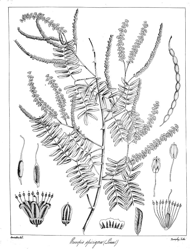 Prosopis spicigera Govindoo