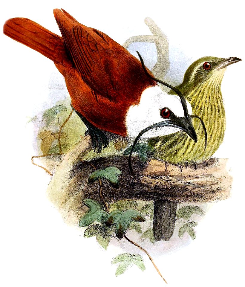 Procnias tricarunculataIbis1865P003A