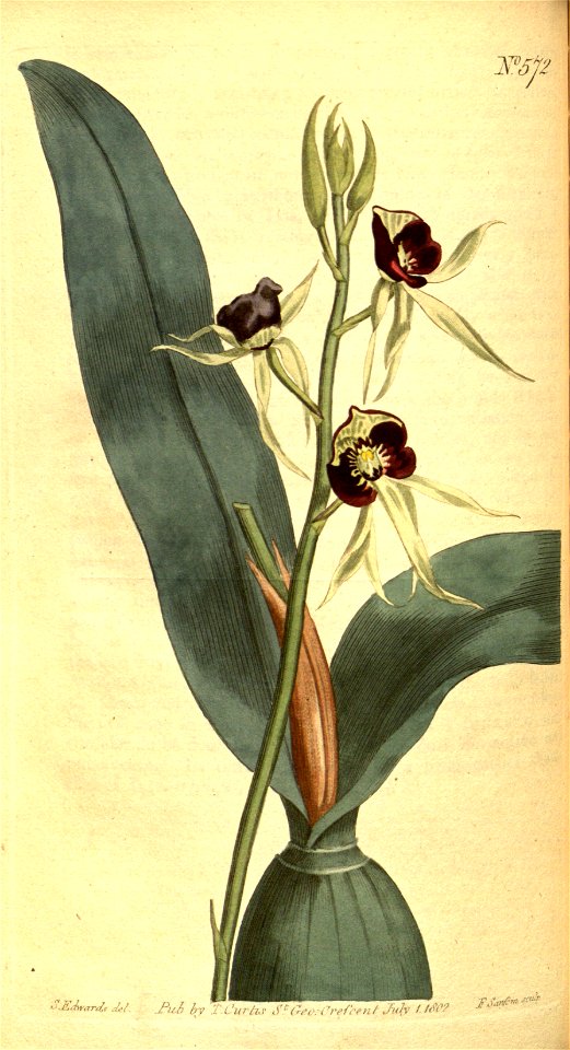Prosthechea cochleata (as Ep. cochleatum) - Curtis' vol. 16 pl 572 (1803)