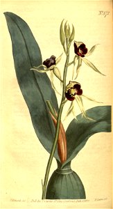 Prosthechea cochleata (as Ep. cochleatum) - Curtis' vol. 16 pl 572 (1803). Free illustration for personal and commercial use.
