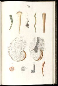 Prodromus in systema historicum testaceorum Tafel 01