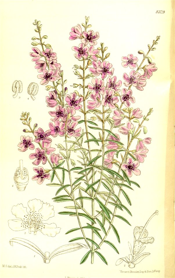 Prostanthera pulchella 137-8379