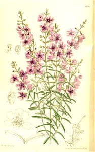 Prostanthera pulchella 137-8379