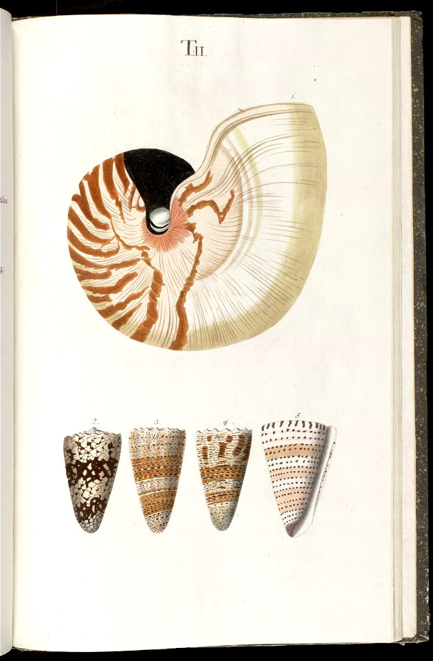 Prodromus in systema historicum testaceorum Tafel 02