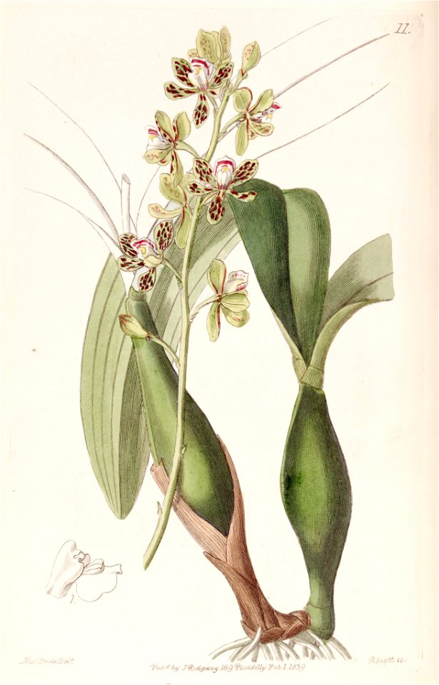 Prosthechea vespa (as Epidendrum variegatum) - Edwards vol 25 (NS 2) pl 11 (1839)