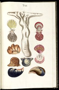 Prodromus in systema historicum testaceorum Tafel 12