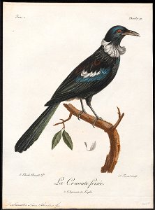 Prosthemadera novae seelandiae - 1796-1808 - Print - Iconographia Zoologica - Special Collections University of Amsterdam - UBA01 IZ19200027
