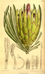 Protea longifolia 145-8793