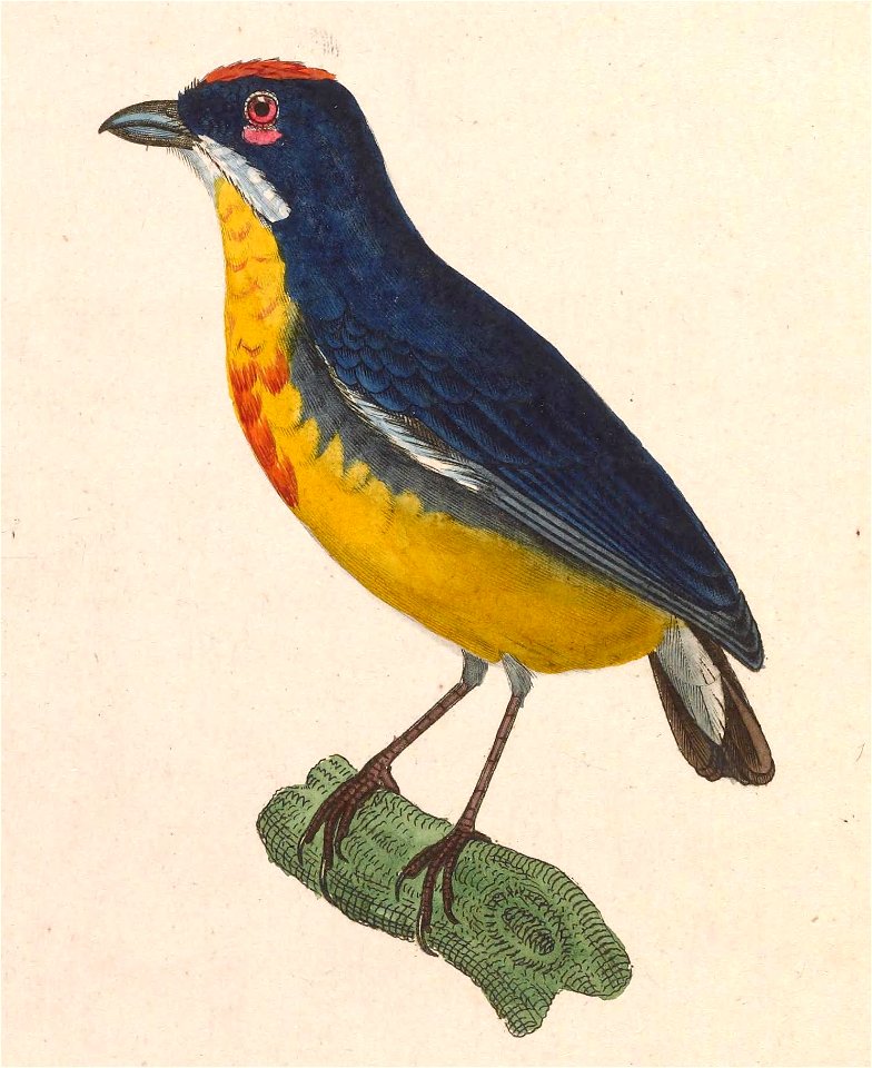 Prionochilus percussus 1838