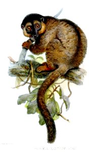 ProsimiaXanthomystaxWolf