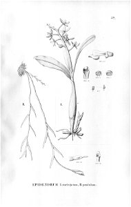 Prosthechea pachysepala (as Epidendrum variegatum) - Epidendrum cogniauxianum (as Epidendrum pendulum) - Fl.Br.3-5-32
