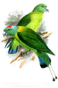 PrioniturusVerticalisKeulemans
