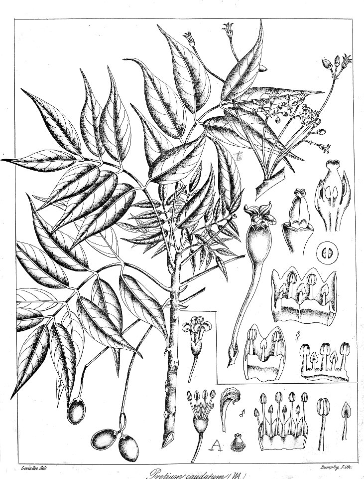 Protium caudatum Govindoo