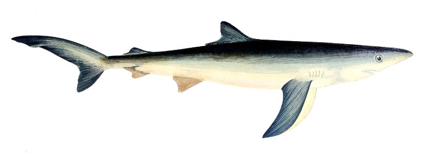 Prionace glauca Gervais