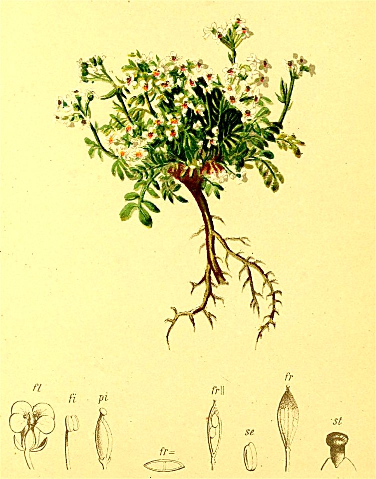 Pritzelago alpina Atlas Alpenflora