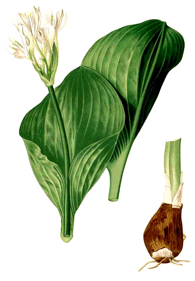 Proiphys amboinensis Blanco2.406-cropped