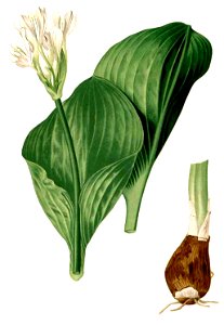 Proiphys amboinensis Blanco2.406-cropped
