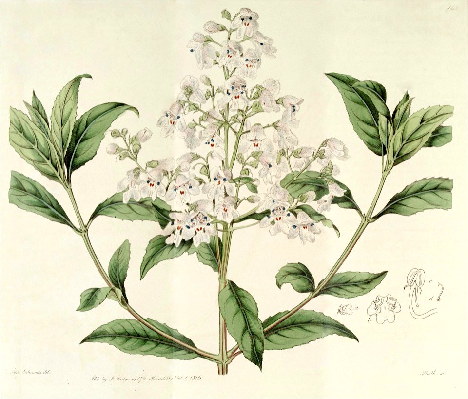 Prostanthera lasianthos2 - plantillust