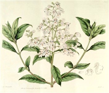 Prostanthera lasianthos2 - plantillust