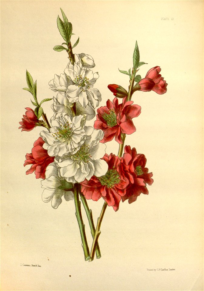 Prunus persica cv Payton 13