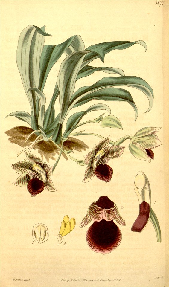 Promenaea stapelioides (as Maxillaria stapelioides) - Curtis' 67 (N.S. 14) pl. 3877 (1841)