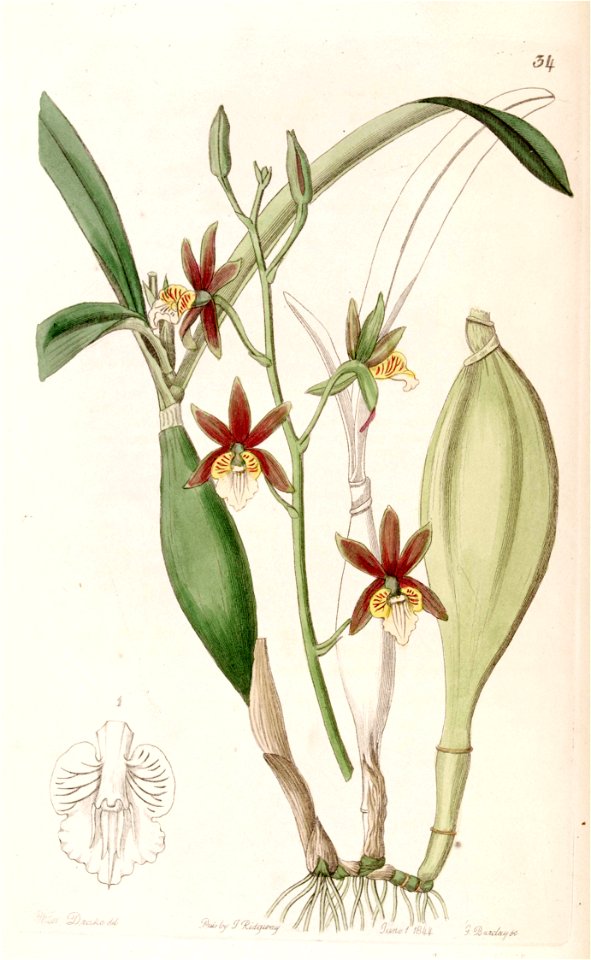 Prosthechea pterocarpa (as Epidendrum pterocarpum ) - Edwards vol 30 (NS 7) pl 34 (1844)