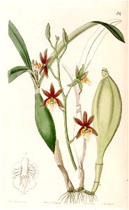 Prosthechea pterocarpa (as Epidendrum pterocarpum ) - Edwards vol 30 (NS 7) pl 34 (1844)