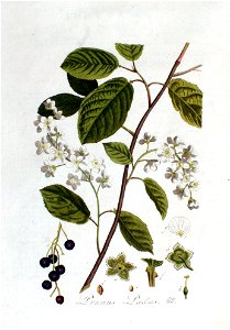 Prunus padus — Flora Batava — Volume v2