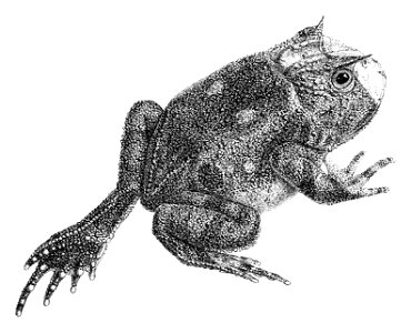 Proceratophrys boiei (1)