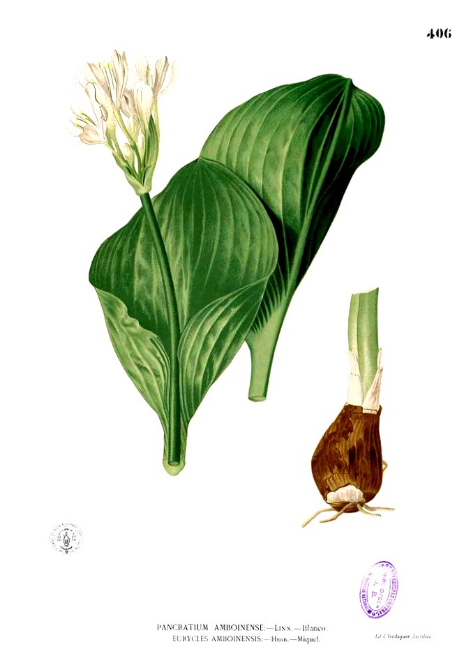 Proiphys amboinensis Blanco2.406