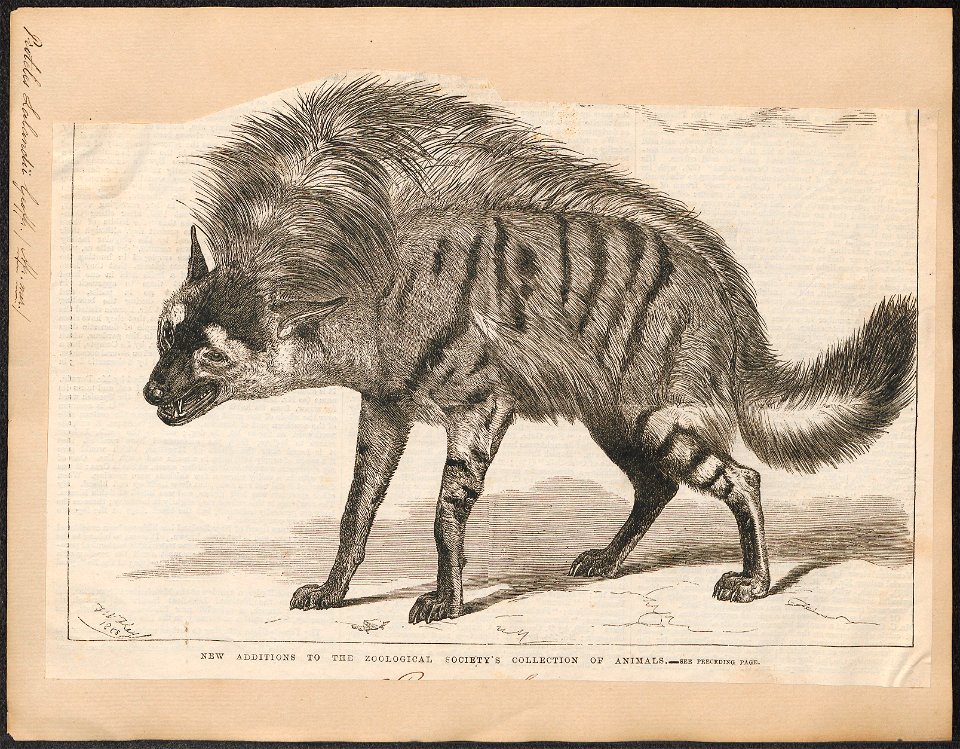 Proteles lalandii - 1700-1880 - Print - Iconographia Zoologica - Special Collections University of Amsterdam - UBA01 IZ22200103