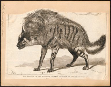 Proteles lalandii - 1700-1880 - Print - Iconographia Zoologica - Special Collections University of Amsterdam - UBA01 IZ22200103