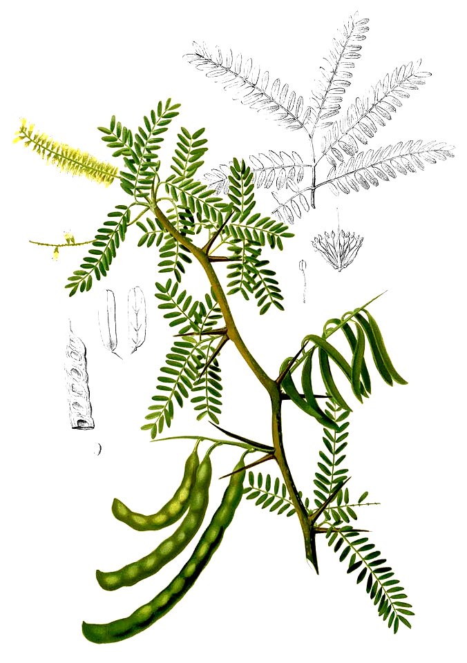 Prosopis juliflora Blanco2.392-cropped