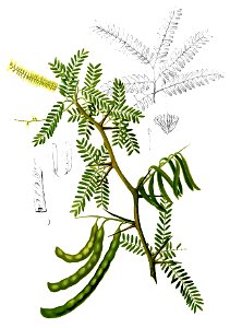 Prosopis juliflora Blanco2.392-cropped